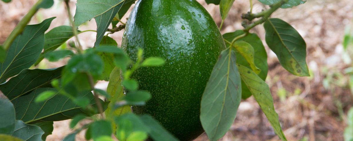 Aguacate Coquetee
