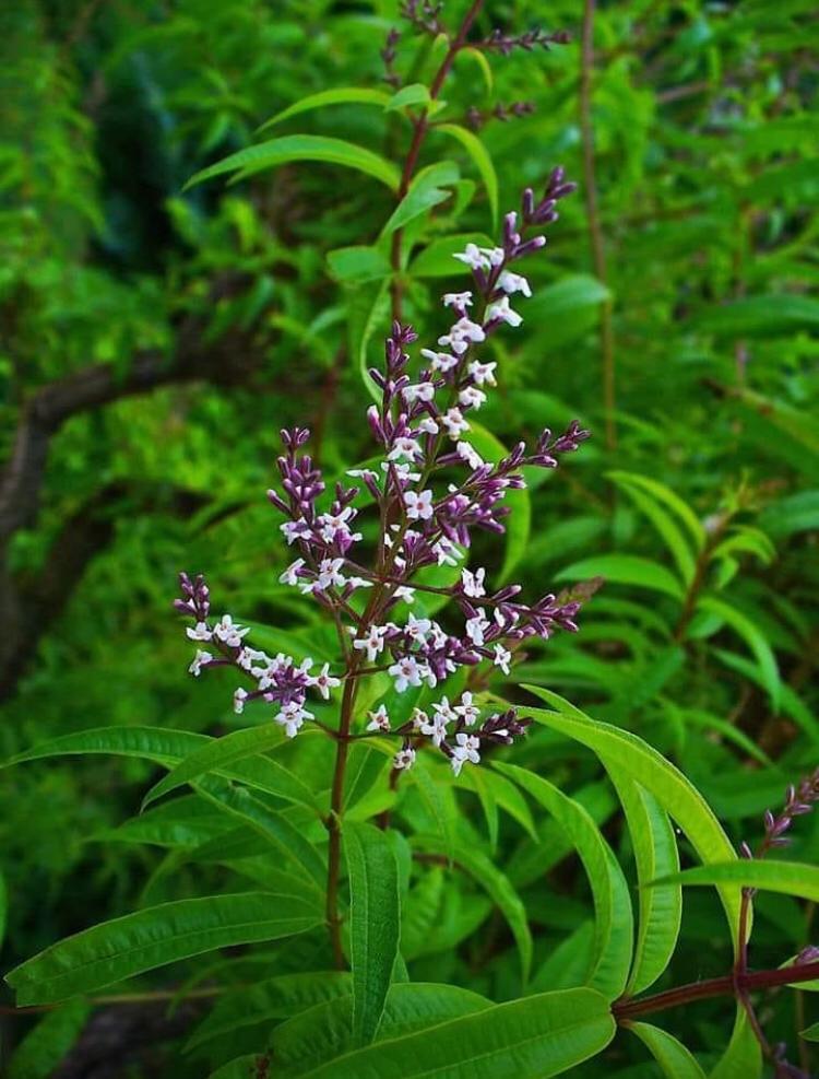 Cidron Organico