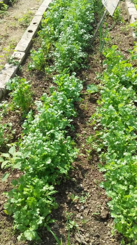Cilantro Por Kg