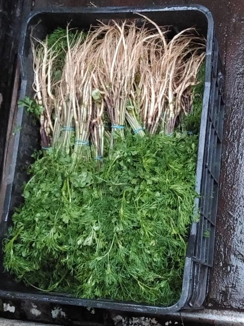 Cilantro Producido Ecologicamente Produccion Limpia