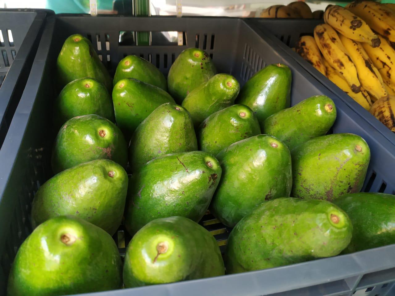 Aguacate Criollo