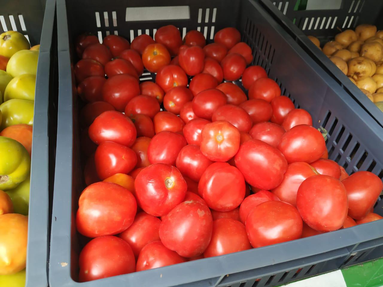 Tomate Chonto