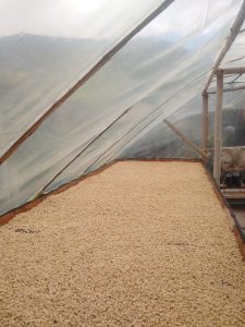 Cafe Pergamino Seco Tipo Exportacion