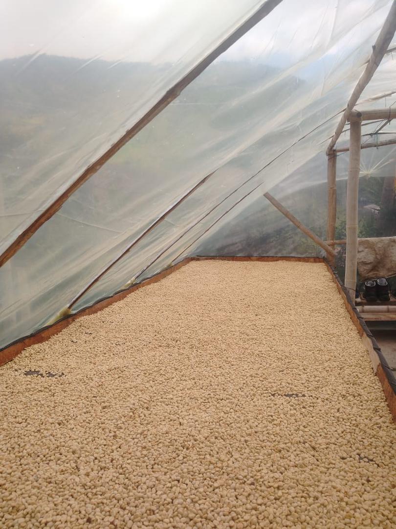 Cafe Pergamino Seco Tipo Exportacion