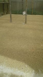 Cafe Pergamino Seco Tipo Exportacion