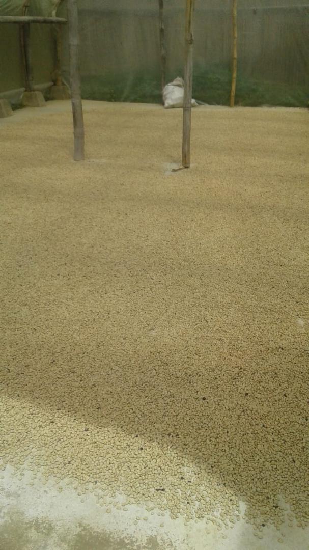 Cafe Pergamino Seco Tipo Exportacion