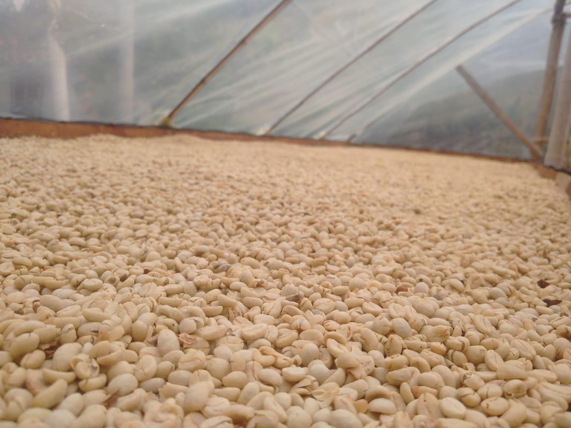 Cafe Pergamino Seco Tipo Exportacion