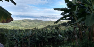 Platano Dominico Harton