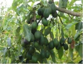Aguacate Hass