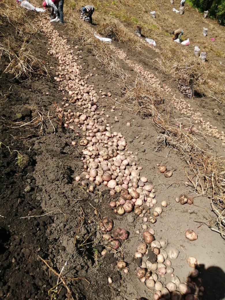 Abono Organico