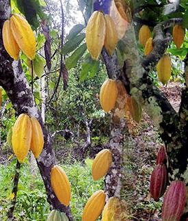 Cacao