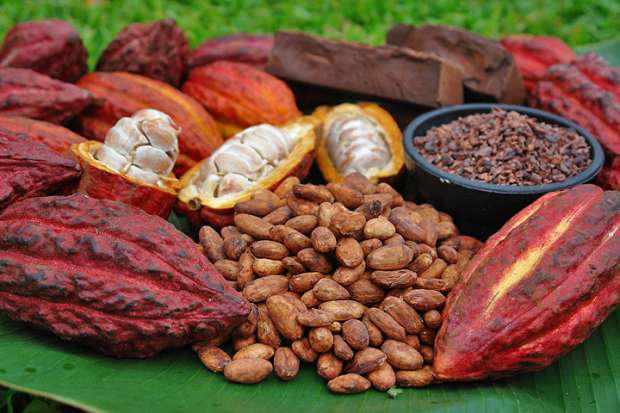 Cacao En Grano