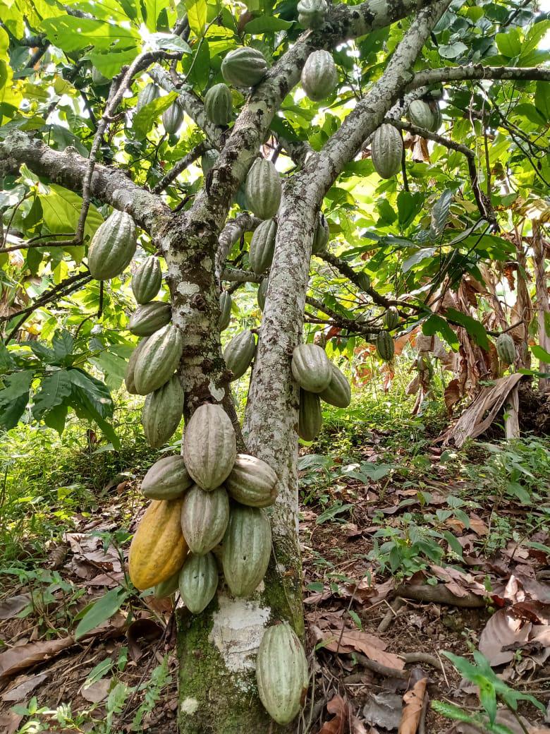 Cacao