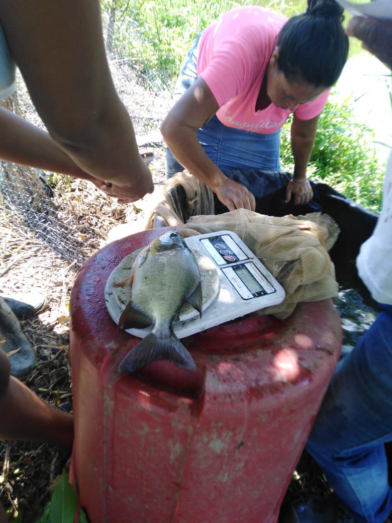 Carne De Cachama — foto 4 de 4
