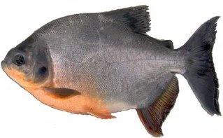 Cachama Mojarra