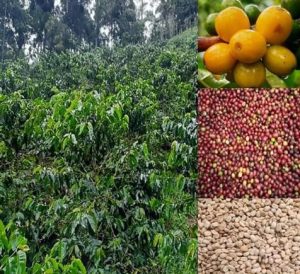 Cafe Tostado Con De Aroma Y Sabor Natural