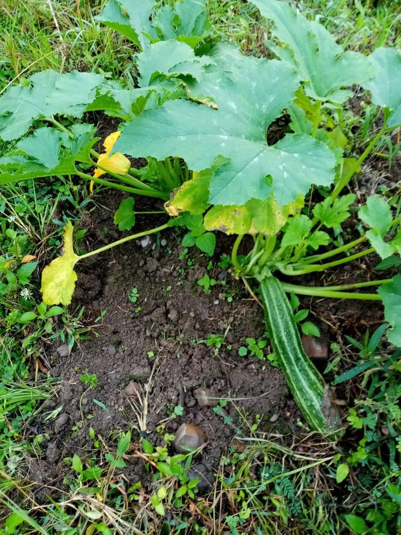 Calabacin Variedad Verde