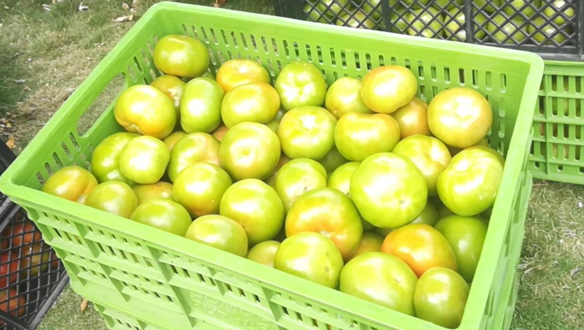 Tomate