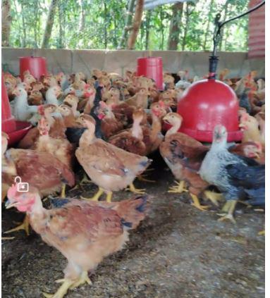 Pollos Criollo De Engorde