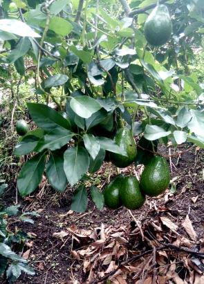 Aguacate Papelillo Semil 40 Comun