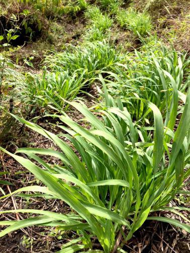 Limoncillo Seco Planta Aromatica X Kg