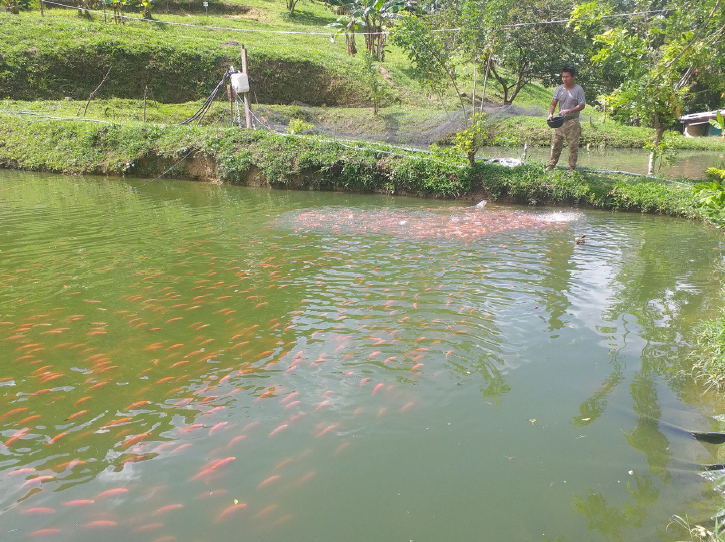 Tilapia Roja Y Negra