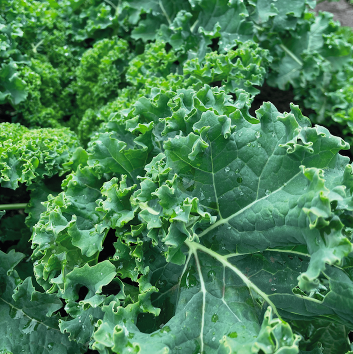 Kale Crespo Organico