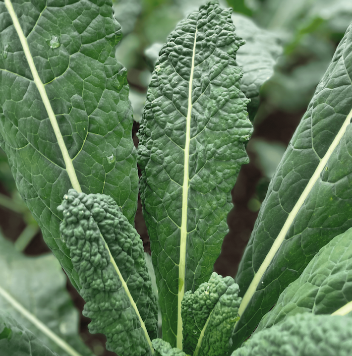 Kale Toscano Organico
