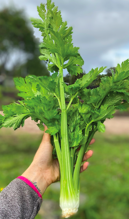 Apio Baby Organico