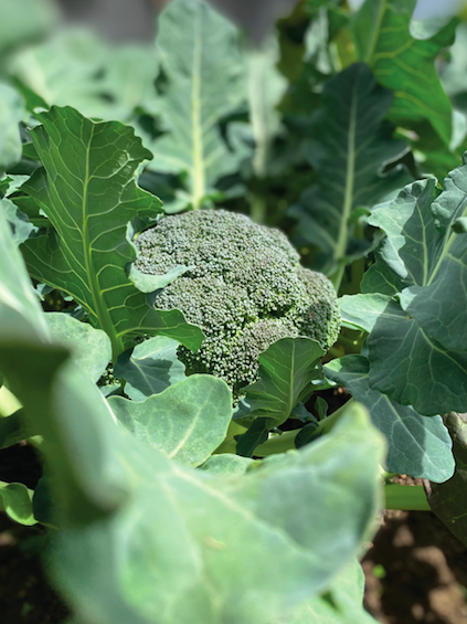 Brocoli Organico