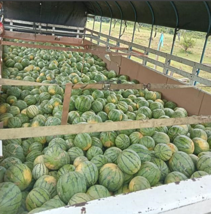 Patilla