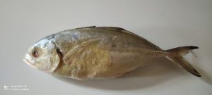 Pescado Marino Varias Especies