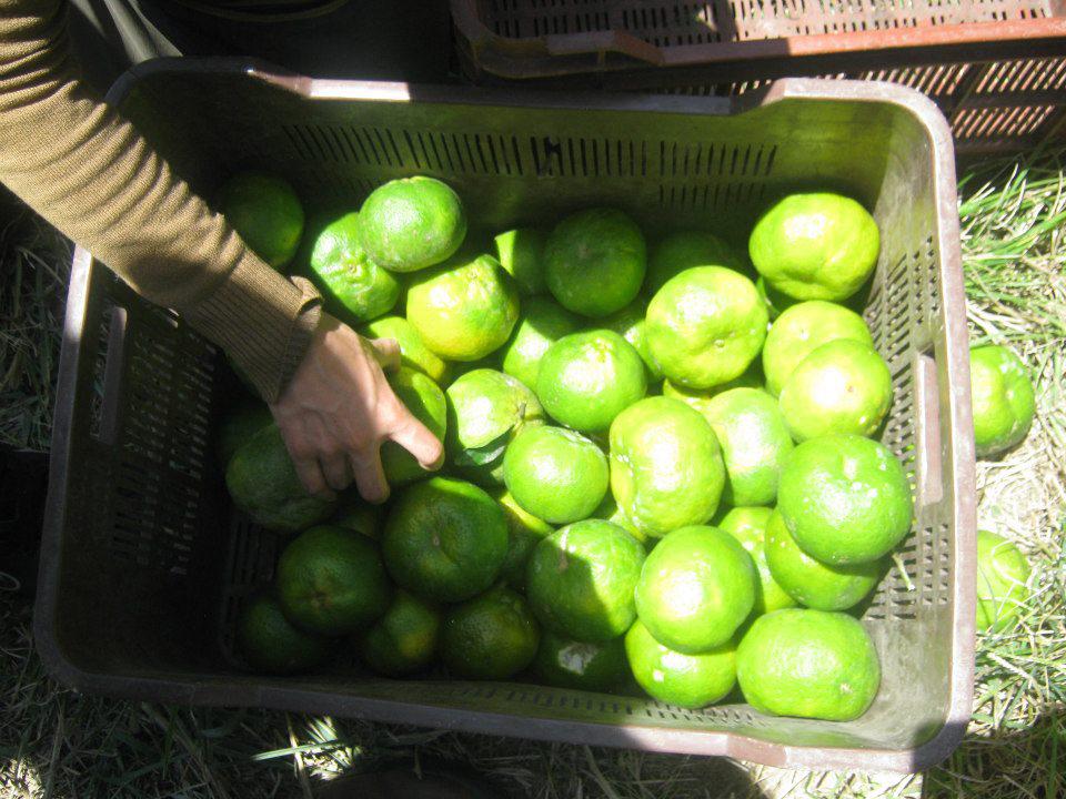 Mandarina Dulce Y Jugosa Variedad Arrayana En Presentacion De Canastilla 20Kg De Primera Calidad