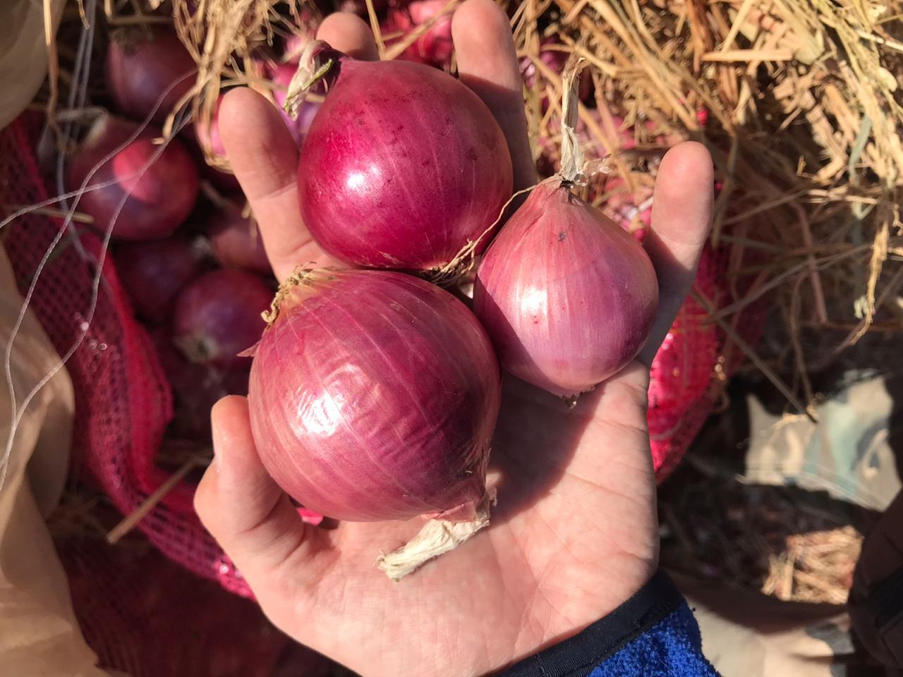 Cebolla Roja Variedad Dulcinea Noam
