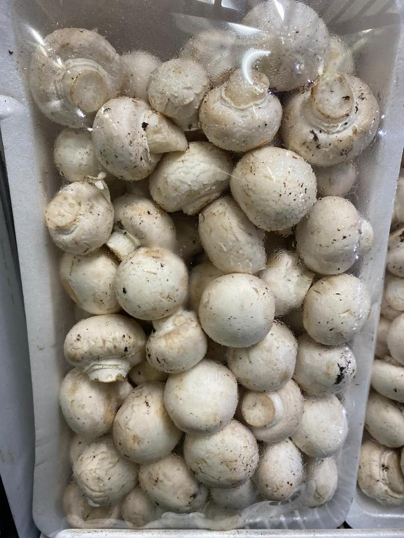 Hongos Comestibles En Fresco Deshidratado Harina Y Pate De Hongos