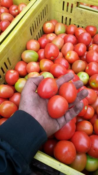 Tomate