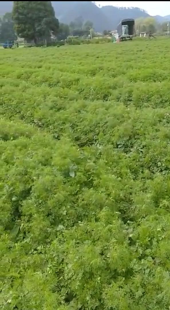 Cilantro En Cultivo