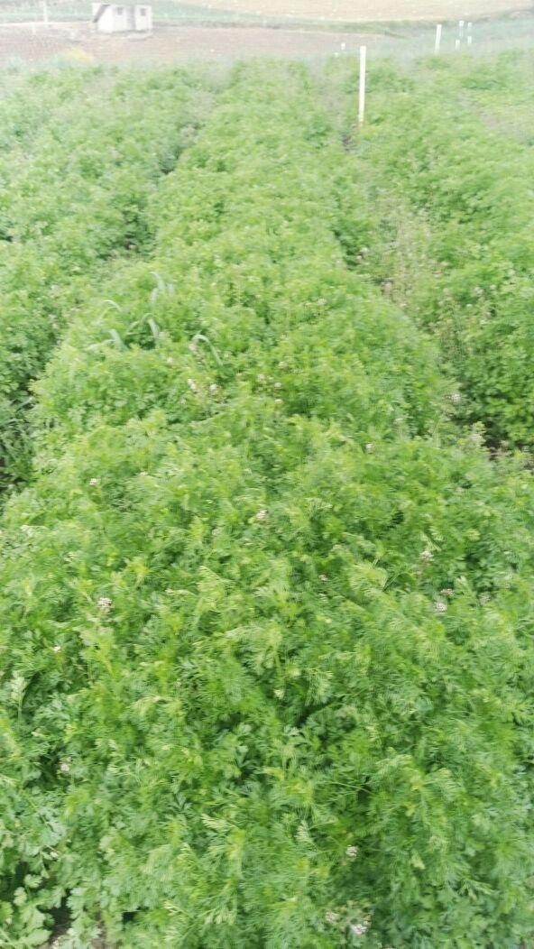 Cilantro