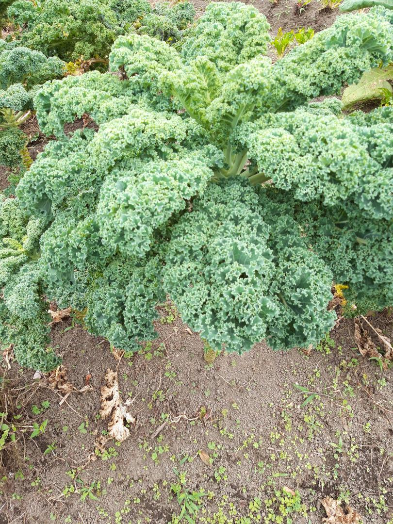 Col Kale Organico X 200 Gramos