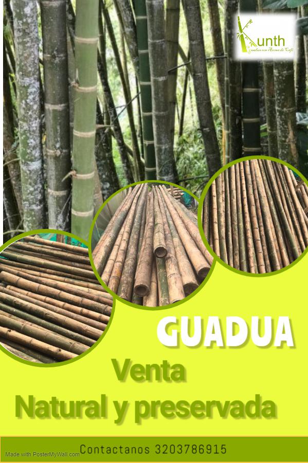 Bambu Guadua Angustifolia Kunth