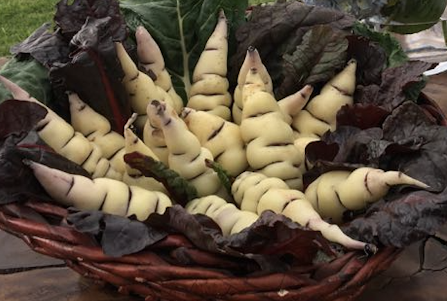 Cubios Organicos