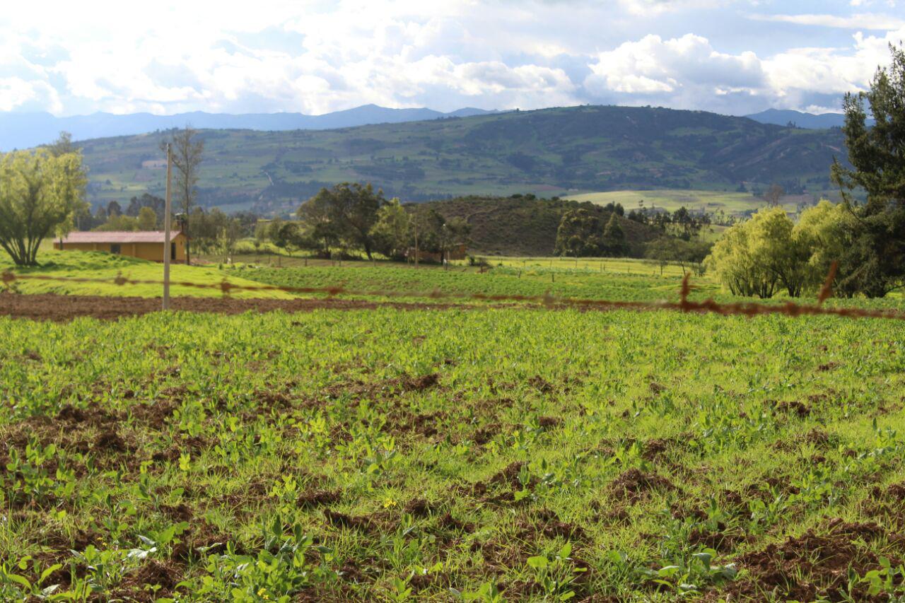 Maracuya