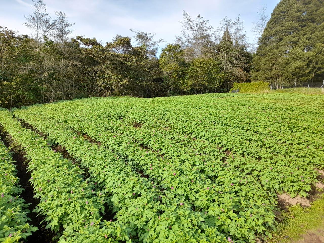 Papa Criolla Con Buenas Practicas Agricolas