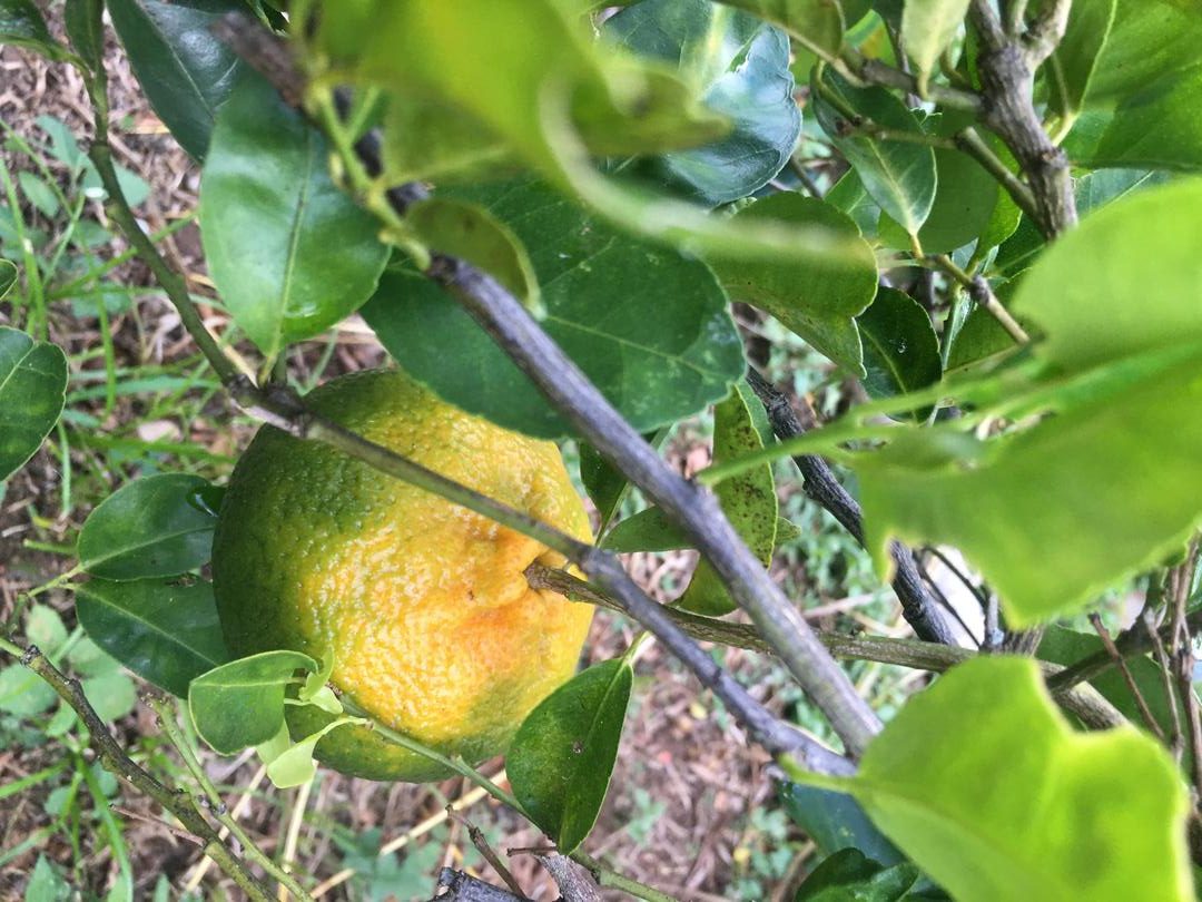 Mandarina Arrayana Y Uneco