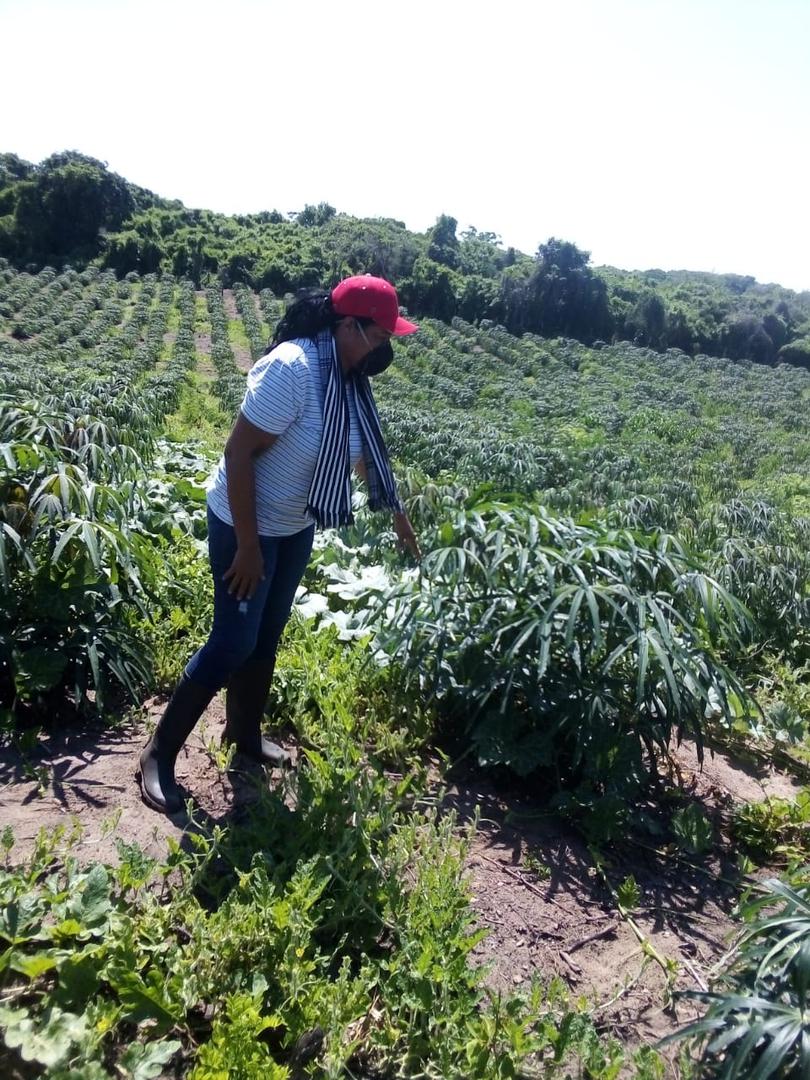 Yuca