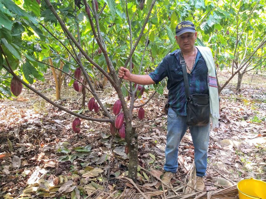 Cacao Seco