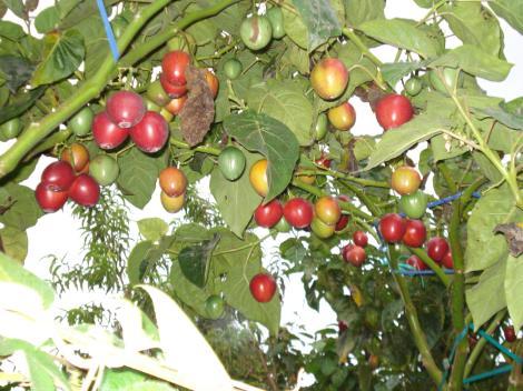 Tomate De Arbol