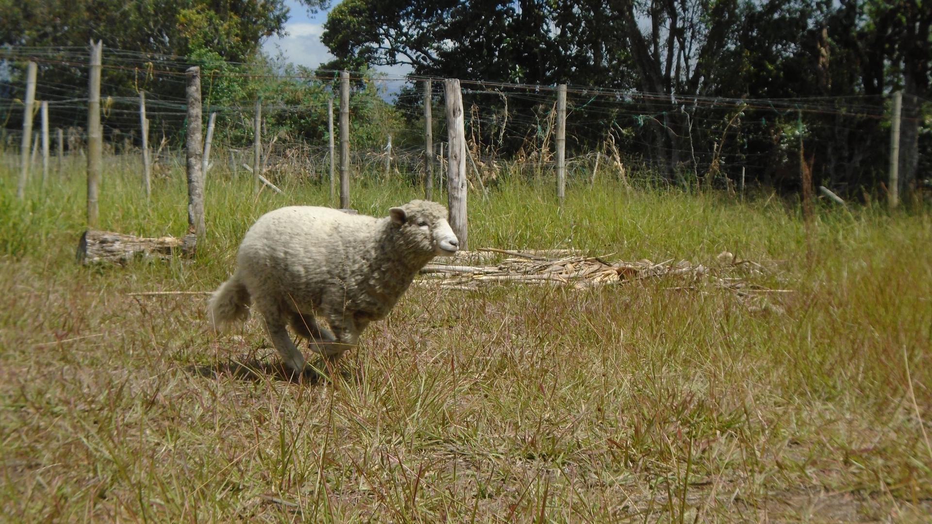 Oveja
