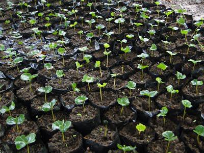 Se Vende Semillero De Cafe Por Encargo O Listo Para Siembra