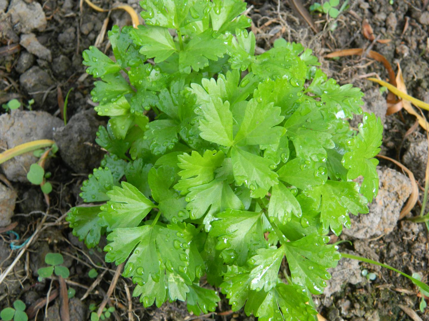Cilantro